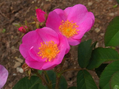 R. centif.muscosa_Andrewsii_RIMG0179.JPG