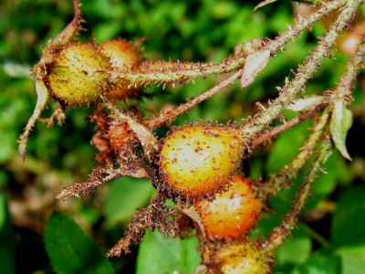 R. centifolia muscosa_Andrewsii_Ga 2_RIMG0908.JPG