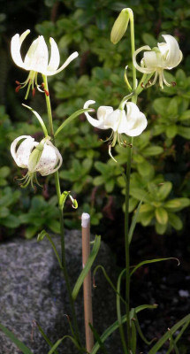 Lilium_fargesii_2007-07-16_004.JPG