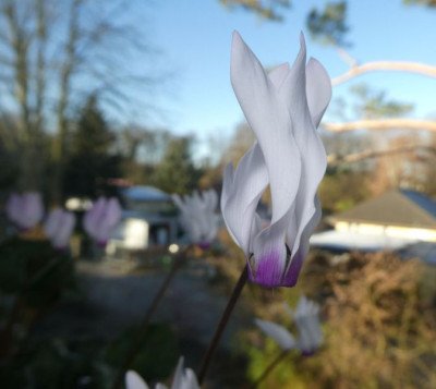Cyclamen persicum 1 200121 k.jpg