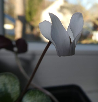 Cyclamen balearicum ssp Cevennes 200121 k.jpg