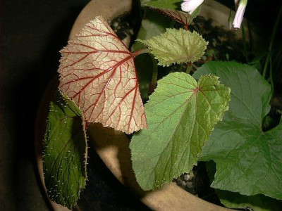 Begonia_wahrscheinlich_winterhart.jpg