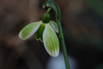 G.Green Tear3.JPG