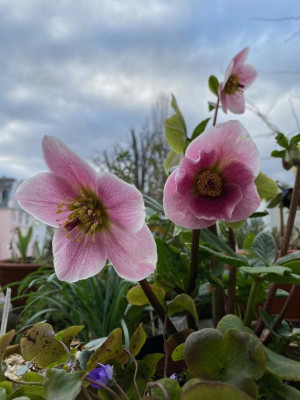 helleborus-mme-lemonnier.jpg
