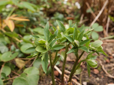 helleborus-atrorubens-gruen-baeuerlein.jpg