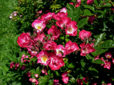 Sä. 5_Dentelle_RIMG0883.JPG