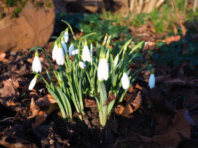 Galanthus Atkinsii 'James Backhouse' P1200098.JPG