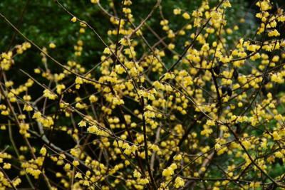 Chimonanthus_praecox_Luteus.JPG