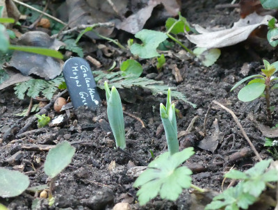 2020-01-23 Galanthus 'Moyas Green' 1.jpg