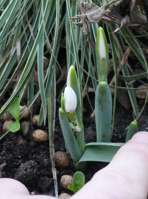 2020-01-23 Galanthus 'Fliether Glocke' 1.jpg
