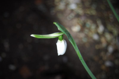 Atkinsii kurios.jpg