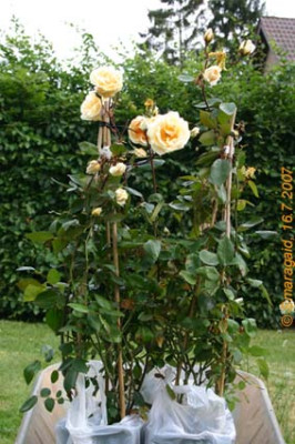 Lady-Hillingdon-2007-07-16-Paar_8783.jpg