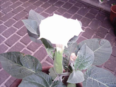 djerba3.jpg