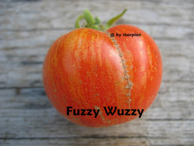 Fuzzy-Wuzzy-1.jpg