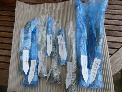 2020-01-24 Edulis 1.jpg