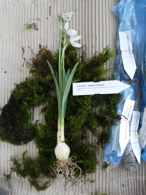 2020-01-24 Galanthus 'Hobson's Choice'.jpg