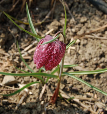 Schachbrettblume_X0010__S2__0778.jpg