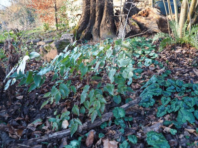 Epimedium 'Pink Elf' P1200109.JPG