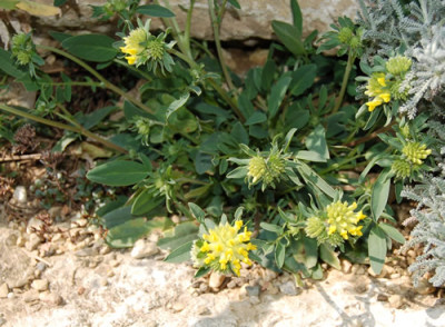 Wundklee_X0010__T_0744.jpg