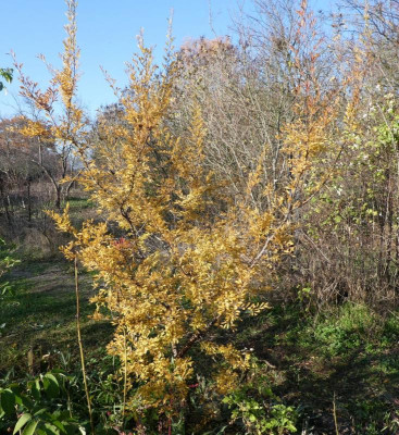 Ulmus parvifolia.jpg