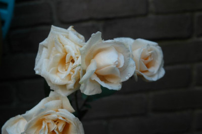A4675_Large.JPG