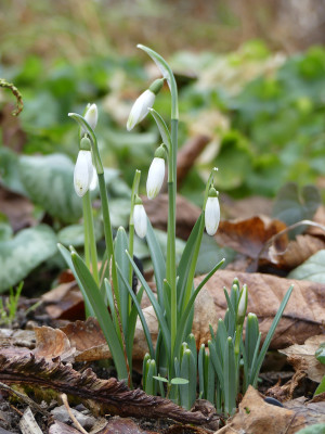 2020-01-26 Galanthus ‘Cornwood’ 1.jpg
