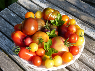 2019-08-04 Tomaten 2.jpg