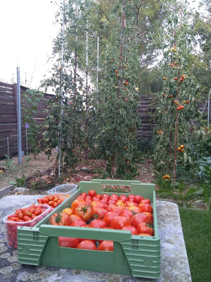 Tomaten 19827.jpg