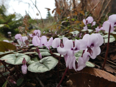 Cyclamen coum 200127 k.jpg