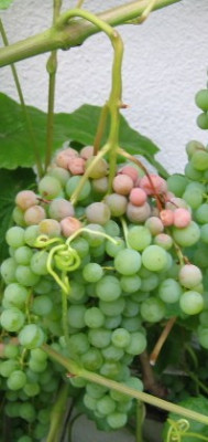 Verkleinert1IMG_0885.JPG