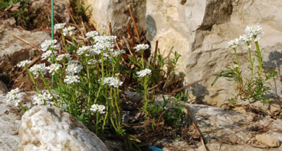 Schleifenblume_Schneeflocke_X0010_T_1003.jpg