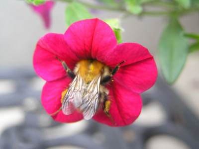 dickerhummel.jpg