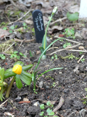 2020-01-29 Galanthus Sämling 1.jpg