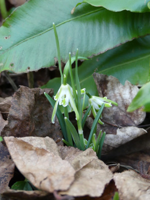 2020-01-29 Galanthus 'Walrus' 1.jpg