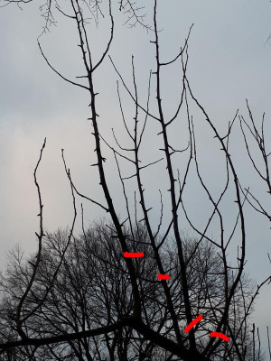 Klarapfel-3 bearbeitet.jpg