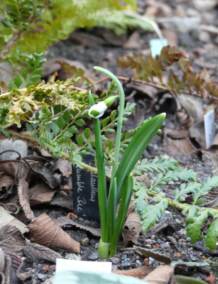 2020-01-29 Galanthus 'Bumblebee' 1.jpg