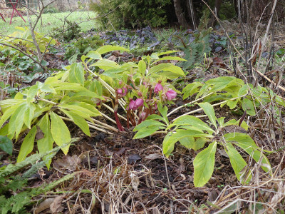 2020-01-26 Helleborus x hybridus 1.jpg