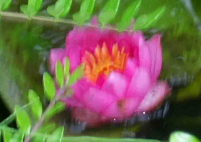 2007-07-17-seerose1.jpg