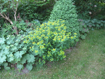Euphorbia 1.JPG