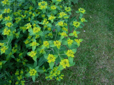 Euphorbia 2.JPG