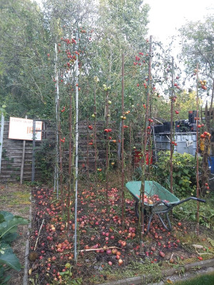Tomatenbeet19928.jpg