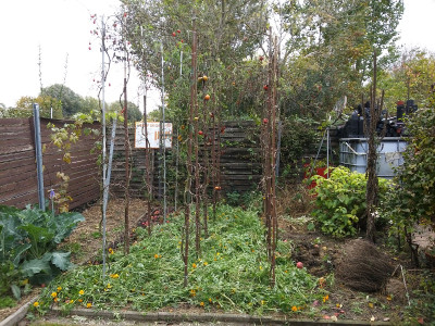 Tomatenbeet191019.jpg