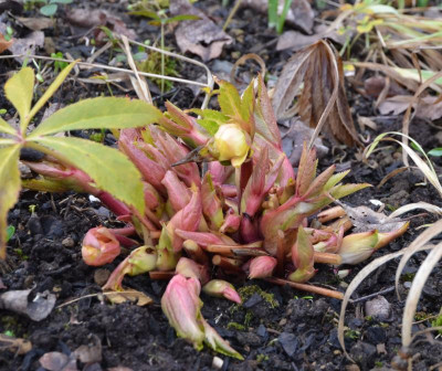 Helleborus-SuperYellow.17-1.jpg