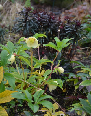 Helleborus-SuperYellow.18-1.jpg