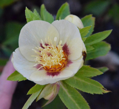Helleborus-Sämling-SY.19-1.jpg