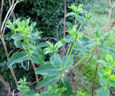 Euphorbia 2.JPG