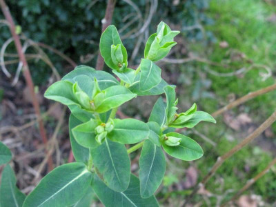 Euphorbia 3.JPG
