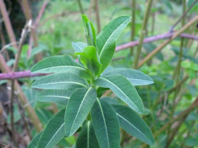 Euphorbia 4.JPG