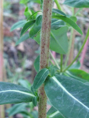 Euphorbia 6.JPG