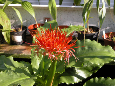 Scadoxus_u.jpg